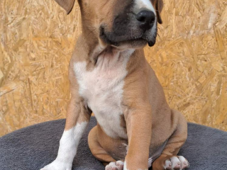 , Americky stafordsky terier,amstaff