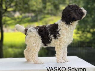 , Lagotto romagnolo s PP