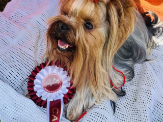 , Yorkshire terrier na krytie