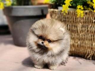, pomeranian na adopciu