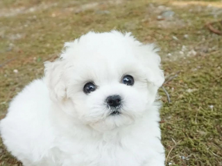 , Roztomilé maltské šteniatka na adopciu 