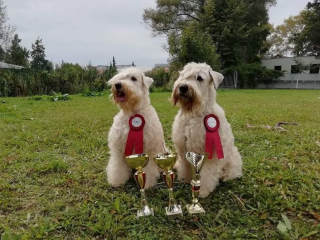 , Irský pšeničný jemnosrstý teriér - Irish soft coaten wheaten