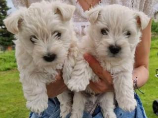, Šteniatka Westie teriéra