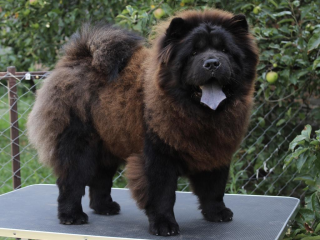 , Chow Chow puppies for sale!