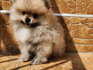 , Pomeranian Spitz