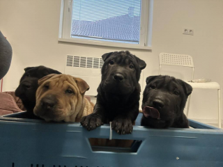 , Sharpei