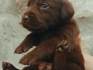 , Labrador retriever šteniatka 