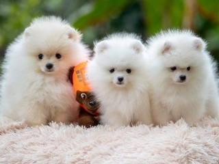 , Pomeranian, krásne šteniatka 
