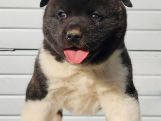 , Americká Akita, šteniatka