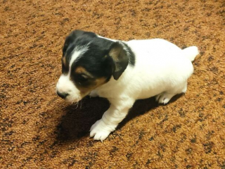 , Jack russel terier