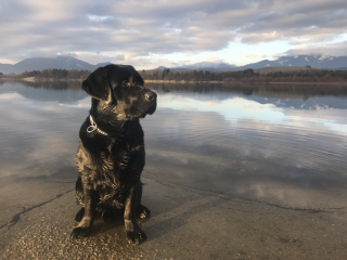 , Ponúkam na krytie čierneho Labradora