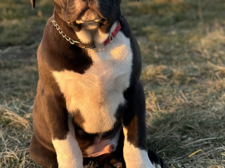 , American bully