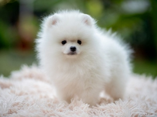 , Pomeranian krásne šteniatka najvyššej kvality 