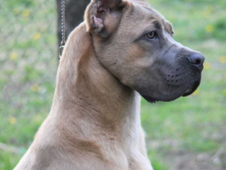 , Cane Corso 