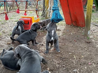 , CANE CORSO