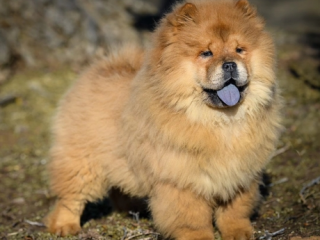 , Chow chow puppys for sale 
