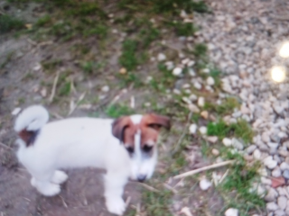 , Jack Russell teriér