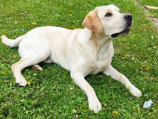 , Labradorsky Retriever