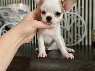 , Rozkošné šteniatka Chihuahua