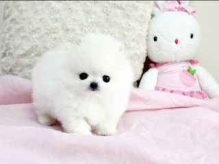 , Predám šteniatka nemecký špic trpasličí (pomeranian)