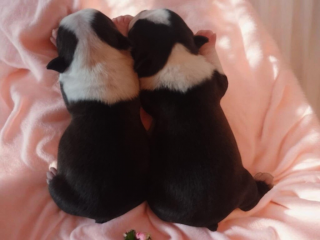 , Boston Terrier,Bostonský teriér
