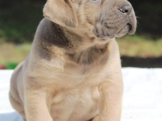 , Šteniatka Cane Corso