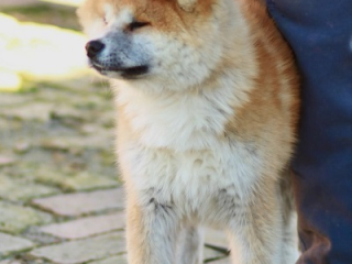 , Akita Inu 