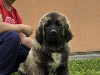 , Šteniatka kaukazského ovčiaka 