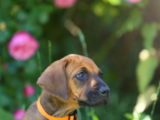 , Rhodesian Ridgeback šteniatka s PP - zdravý a dlhodobo plánovaný vrh