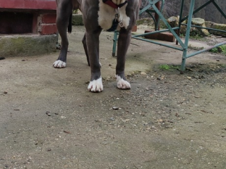 , Darujem - American Bully XL - Ares