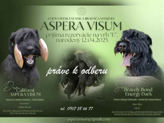 , Bradáč veľký - šteniatka na predaj