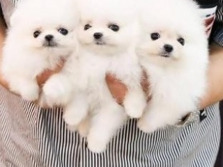, Čistokrvné šteniatka pomeraniana