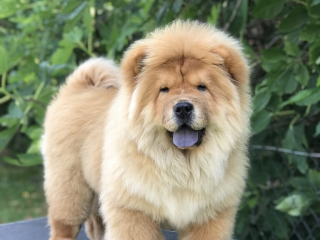 , Chow Chow puppies for sale!