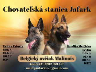 , Belgický ovčiak malinois 
