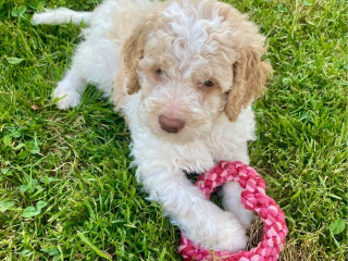, LAGOTTO ROMAGNOLO S PP