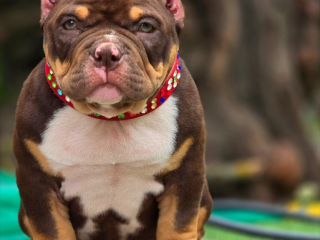 , American Bully