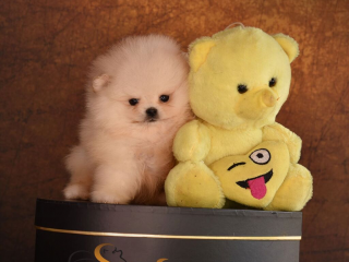 , Pomeranský špic BOO šteniatka