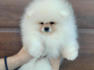 , Pomeranian – krásne a rozkošné šteniatka