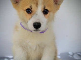 , Welsh Corgi Pembroke – Krásne šteniatka