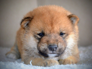 , Shiba Inu krásne šteniatka