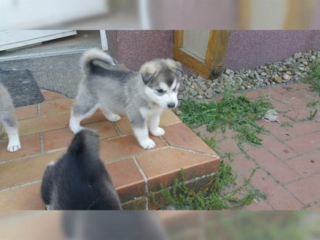 , Sibiřská husky štěňátka bez PP