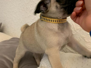 , Mops štěňata bez PP