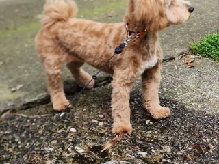 , Maltipoo – krásne šteniatka na predaj