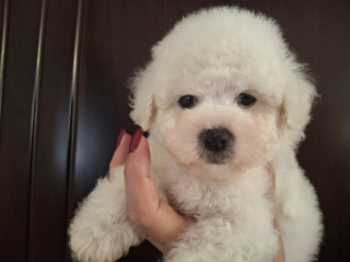 , Bichon Frisé šteniatka