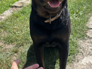 , Rotvajler, Rottweiler krytie