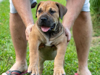, Južnoafrický mastif – Boerboel šteniatka