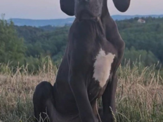 , Nemecká doga – krásne šteniatka
