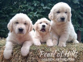 , Zlatý retriever – Krásne šteniatka