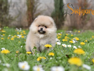 , Pomeranský špic BOO šteniatka