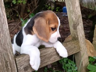 , Bígl, bígel, beagle